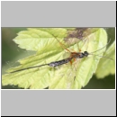 Rhyssella approximator - Schlupfwespe 07a 14mm-fdet03.jpg